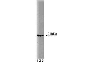 Western blot analysis of Bax on a HepG2 cell lysate (Human hepatocellular carcinoma, ATCC HB-8065).