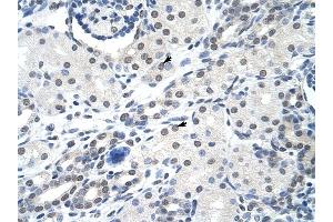 SNRPA antibody was used for immunohistochemistry at a concentration of 4-8 ug/ml to stain Epithelial cells of renal tubule (arrows) in Human Kidney. (SNRPA1 anticorps  (Middle Region))
