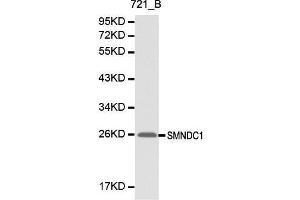 Western blot analysis of 721-B cell lysate using SMNDC1 antibody. (SMNDC1 anticorps  (AA 1-238))