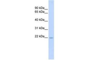 Image no. 1 for anti-Tumor Necrosis Factor (Ligand) Superfamily, Member 18 (TNFSF18) (AA 108-157) antibody (ABIN6743428) (TNFSF18 anticorps  (AA 108-157))