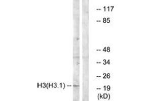 Western blot analysis of extracts from A549 cells, using Histone H3 (Ab-3) Antibody. (Histone 3 anticorps  (AA 1-50))