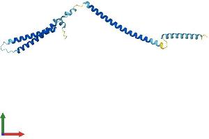 AlphaFold protein structure predicition of Human Recombinant MIS12 Protein, UniprotID Q9H081