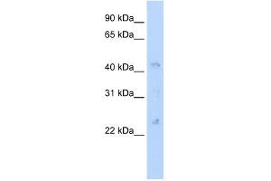 Gja4 antibody (20R-1255) used at 0. (GJA4 anticorps  (N-Term))