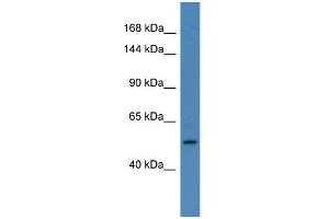 Host: Rabbit Target Name: ELAC2 Sample Type: HepG2 Whole cell lysates Antibody Dilution: 1. (ELAC2 anticorps  (C-Term))
