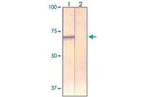 The cell lysate derived from 293 cells was immunoprobed by PAK4 polyclonal antibody  at 1 : 500.