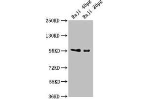 Western Blot Positive WB detected in: Raji whole cell lysate All lanes: CD19 antibody at 1:2000 Secondary Goat polyclonal to Mouse IgG at 1/10000 dilution Predicted band size: 61 kDa Observed band size: 95 kDa