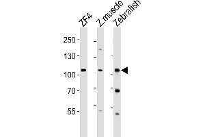 Western blot analysis of lysates from ZF4 cell line, zebra fish muscle, Zebrafish tissue lysate(from left to right), using (DANRE) zte25 Antibody (N-term) Azb18715a.