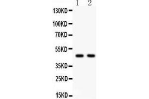 Anti- Hsp47 Picoband antibody, Western blotting All lanes: Anti Hsp47  at 0. (SERPINH1 anticorps  (AA 247-418))