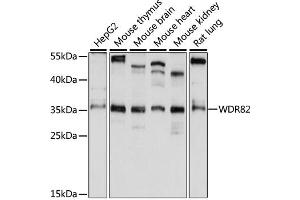 Western blot analysis of extracts of various cell lines, using WDR82 antibody (ABIN6294098) at 1:1000 dilution. (WDR82 anticorps)