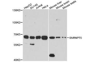 Western blot analysis of extracts of various cell lines, using SNRNP70 antibody (ABIN1877092) at 1:1000 dilution. (SNRNP70 anticorps)