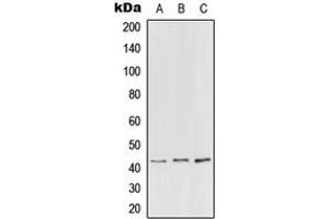 Western blot analysis of PEX3 expression in HEK293T (A), NIH3T3 (B), H9C2 (C) whole cell lysates. (PEX3 anticorps  (N-Term))
