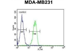 B4GALT6 Antibody (C-term) flow cytometric analysis of MDA-MB231 cells (right histogram) compared to a negative control cell (left histogram). (B4GALT6 anticorps  (C-Term))