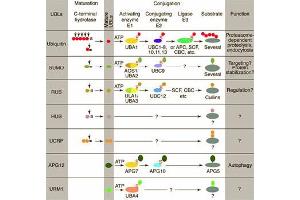 Conjugation pathways for ubiquitin and ubiquitin-like modifiers (UBLs). (SUMO1 anticorps)