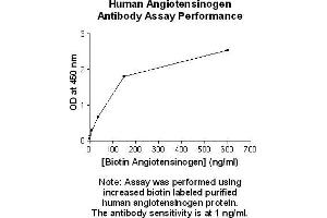 Image no. 1 for anti-Angiotensinogen (serpin Peptidase Inhibitor, Clade A, Member 8) (AGT) antibody (Biotin) (ABIN5567490) (AGT anticorps  (Biotin))