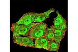 Immunofluorescence analysis of Hela cells using ANAPC10 mouse mAb (green). (ANAPC10 anticorps  (AA 1-185))