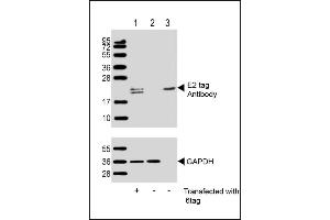 All lanes : Anti-E2 tag Antibody at 1:1000 dilution (upper) or GDH (lower) Lane 1: 293T/17 transfected with 6tag lysate (1 μg) Lane 2: Non-transfected 293T/17 lysate (1 μg) Lane 3: 6tag recombinant protein lysate (0. (E2 Tag anticorps)
