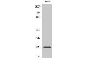 Western Blotting (WB) image for anti-Ephrin A5 (EFNA5) (C-Term) antibody (ABIN3172788) (Ephrin A5 anticorps  (C-Term))