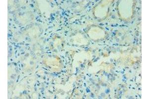 Immunohistochemistry of paraffin-embedded human kidney tissue using ABIN7144131 at dilution of 1:100