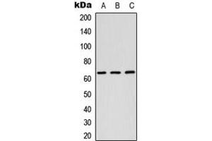 Western blot analysis of RAB11FIP1 expression in HEK293T (A), Raw264. (RAB11FIP1 anticorps  (N-Term))