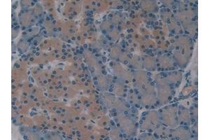 IHC-P analysis of Rat Pancreas Tissue, with DAB staining.