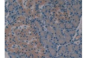 IHC-P analysis of Rat Pancreas Tissue, with DAB staining. (Superoxide dismutase copper chaperone anticorps  (AA 27-268))