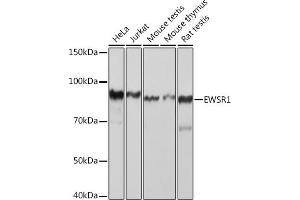 Western blot analysis of extracts of various cell lines, using EWSR1 Rabbit mAb (ABIN7267053) at 1:1000 dilution.
