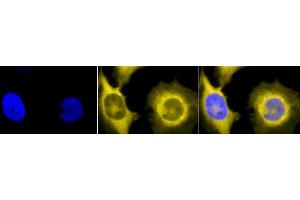 Immunocytochemistry/Immunofluorescence analysis using Rat Anti-GRP94 Monoclonal Antibody, Clone 9G10 (ABIN361653 and ABIN361654).