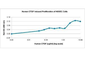 SDS-PAGE of Human Connective Tissue Growth Factor Recombinant Protein Bioactivity of Human Connective Tissue Growth Factor Recombinant Protein.