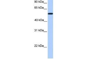WB Suggested Anti-UGT2A3 Antibody Titration:  0. (UGT2A3 anticorps  (Middle Region))