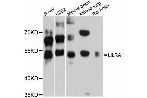 Western blot analysis of extracts of various cell lines, using LILRA1 antibody (ABIN6293167) at 1:3000 dilution. (LILRA1 anticorps)
