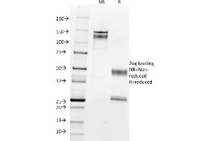 SDS-PAGE Analysis Purified with Nucleolin Monoclonal Antibody (364-5). (Nucleolin anticorps)