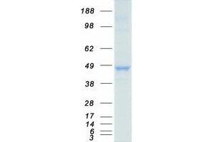 Validation with Western Blot