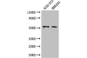Western Blot Positive WB detected in: NIH/3T3 whole cell lysate, HEK293 whole cell lysate All lanes: RTCB antibody at 3 μg/mL Secondary Goat polyclonal to rabbit IgG at 1/50000 dilution Predicted band size: 56 kDa Observed band size: 56 kDa (C22orf28 anticorps  (AA 52-229))
