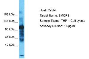 Host: Rabbit Target Name: SMCR8 Sample Tissue: Human THP-1 Whole Cell Antibody Dilution: 1ug/ml