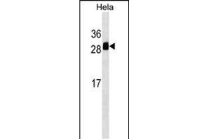 TMED1 Antibody (Center) (ABIN1538614 and ABIN2849286) western blot analysis in Hela cell line lysates (35 μg/lane). (TMED1 anticorps  (AA 77-104))