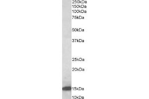 ABIN5539727 (0. (LGALS1/Galectin 1 anticorps  (AA 100-112))