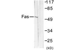 Western blot analysis of extracts from LOVO cells, using FAS Antibody. (FAS anticorps  (AA 281-330))