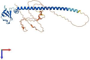 AlphaFold protein structure predicition of Human Recombinant RNF212 Protein, UniprotID Q495C1