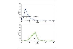 AOX1 Antibody (Center) (ABIN390654 and ABIN2840952) flow cytometry analysis of HepG2 cells (bottom histogram) compared to a negative control cell (top histogram).