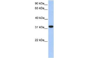 Western Blotting (WB) image for anti-Electron-Transfer-Flavoprotein, alpha Polypeptide (ETFA) antibody (ABIN2459725) (ETFA anticorps)