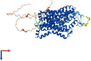 AlphaFold protein structure predicition of Human Recombinant SLC6A11 Protein, UniprotID P48066