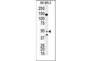 Western blot analysis of anti-BPIL1 Antibody (N-term) Cat.