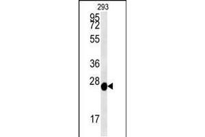Western blot analysis in 293 cell line lysates (35ug/lane). (Peroxiredoxin 6 anticorps  (AA 103-132))