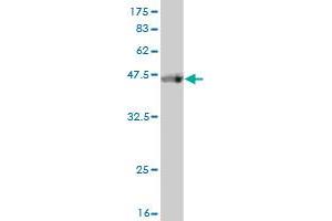 Western Blot detection against Immunogen (37.