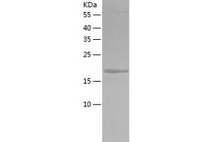Western Blotting (WB) image for 5,10-Methenyltetrahydrofolate Synthetase (5-Formyltetrahydrofolate Cyclo-Ligase) (MTHFS) (AA 1-203) protein (His-IF2DI Tag) (ABIN7121621)