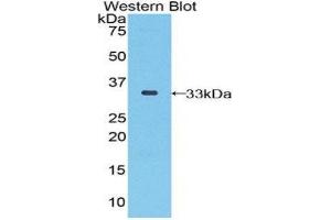 Western Blotting (WB) image for anti-Selenoprotein P1, Plasma (SEPP1) (AA 60-274) antibody (ABIN1860529) (SEPP1 anticorps  (AA 60-274))