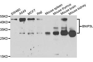 Western blot analysis of extracts of various cell lines, using BNIP3L antibody. (BNIP3L/NIX anticorps)