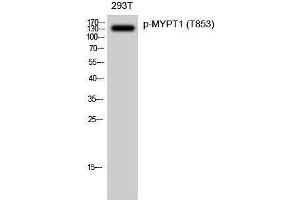 Western Blotting (WB) image for anti-Myosin Phosphatase, Target Subunit 1 (PPP1R12A) (pThr853) antibody (ABIN3173235) (PPP1R12A anticorps  (pThr853))