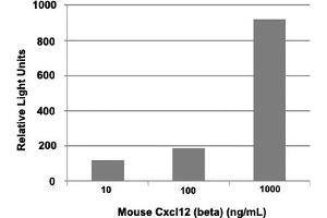 Triplicate samples of primary human neutrophils from three donors were allowed to migrate to mouse Cxcl12 (beta) (10, 100 and 1000 ng/mL).