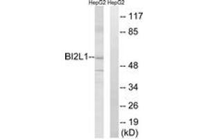 Western blot analysis of extracts from HepG2 cells, using BAIAP2L1 Antibody. (BAIAP2L1 anticorps  (AA 111-160))